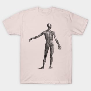 Human Muscular System - Vintage Anatomy T-Shirt